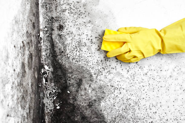 Crawl Space Mold Removal in Ontario, CA