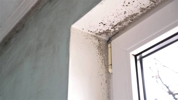 Best Black Mold Removal  in Ontario, CA