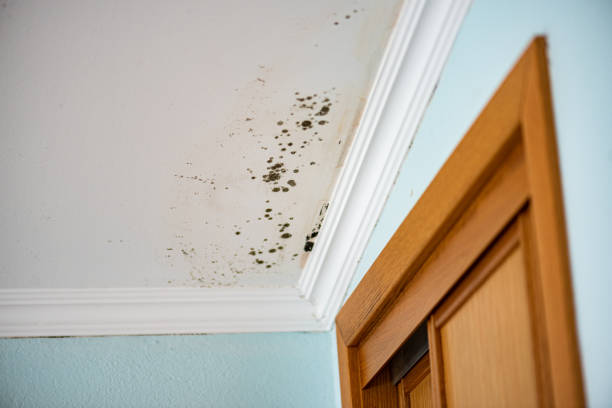 Best Commercial Mold Removal  in Ontario, CA