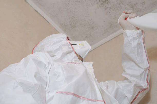 Best Black Mold Removal  in Ontario, CA