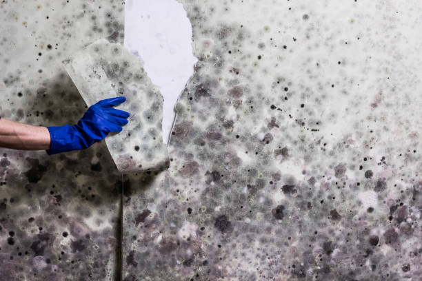 Certified Mold Removal in Ontario, CA